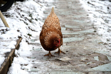 detail of chicken head in winter on the snow in the village farm - 770314666