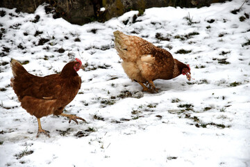 domestic chicken walking and eating  on the snow farm in the winter - 770314692