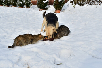 Traditional domestic dog eating with chicken and cat together on the snow in the village - 770314824
