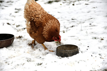 Traditional domestic dog eating with chicken and cat together on the snow in the village - 770314860