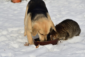 domestic chicken eating with dog and cat together on the snow in winter - 770314879
