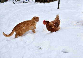 Domestic red cat is playing with chicken on snow in winter farm in the village - 770315059