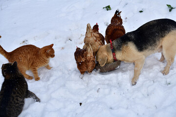 domestic chicken eating with dog and cat together on the snow in winter - 770315097