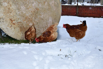domestic chicken walking and eating  on the snow farm in the winter - 770315269