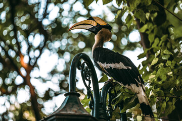 Grand Calao du Cambodge perché sur un lampadaire dans un parc