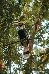 Grand Calao du Cambodge perché sur un arbre en vue de contre-plongée.