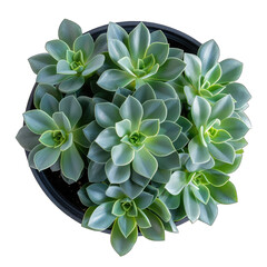 Minimalistic Top View of Blue Chalksticks Senecio Mandraliscae Houseplant in Potted Isolation on White Background - Adobe Stock