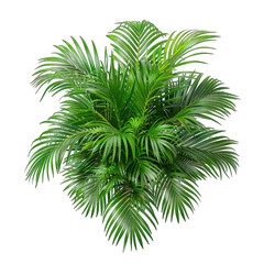 Modern Botanical Elegance: Isolated Potted Areca Palm against a Clean White Background