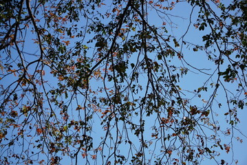Beautiful green plants and flowers in summer