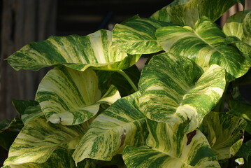 Fototapeta na wymiar Beautiful green plants and flowers in summer