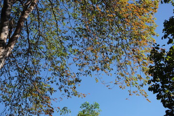 Beautiful green plants and flowers in summer