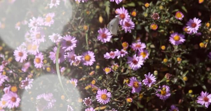 Purple flowers of asters in the garden. Selective focus.