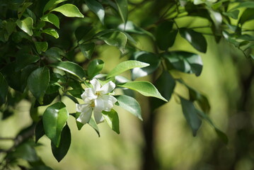 Naklejka premium Beautiful green plants and flowers in summer