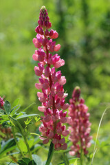 Blooming pink lupine.