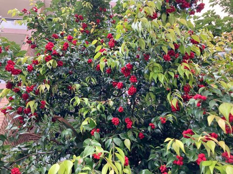 Small-leaved lily pilly plant growing in a garden. Syzygium luehmannii