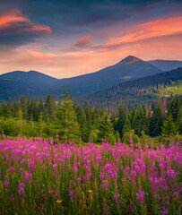 Majestic summer sunrise in mountains walley with pink flowers. Amazing morning view of Carpathian mountains with blooming angustifolium flower, Ukraine, Europe. Beauty of nature concept background..