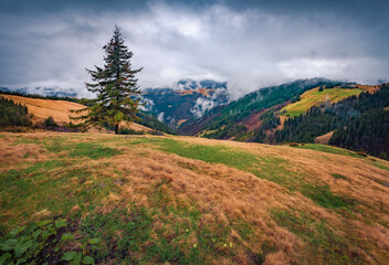 Dramatic spring scene of Carpathian mountains with fir tree om the valley. Picturesque morning view of  mountain pasture in April, Ukraine, Europe. Beauty of nature concept background. - obrazy, fototapety, plakaty