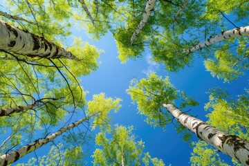 Birch tree with fresh green leaves on a summer day against the blue sky