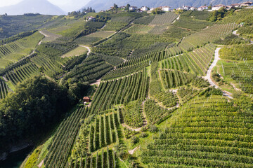 Apple Orchards growing around the Lago di Santa Giustina at the Castello di Cles in the Province of...