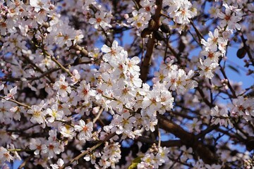 Almond tree, or Prunus dulcis, or amygdalus flowers