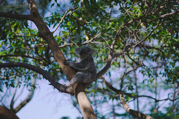 Naklejka na ściany i meble A Taste of Sydney - Koala
