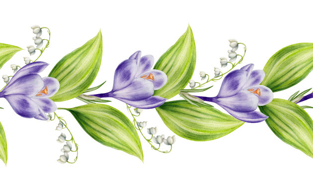 Watercolor seamless border with bouquet of violet blooming crocus flowers and leaves, lilies of the valley isolated on background. Spring and easter botanical templates, banner. Hand painted saffron