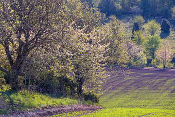 Blossoming cherry trees by a green field in spring