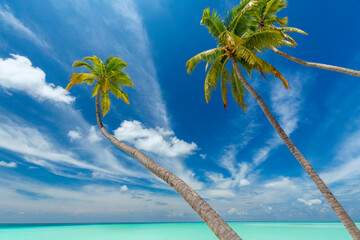 palm trees beautiful beach and blue sky, indian ocean , asia