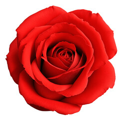 Single red rose PNG Element for Design, die-cut, isolated, for placement in a Valentine's Day greeting design.