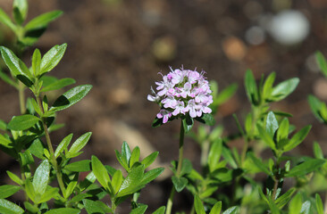 Flowering thyme plant.