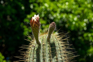 Bud of a night-flowering organ pipe cactus (stenocereus thurberi), native to Mexico