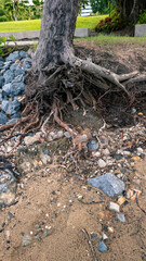 tree leaning high tide water erosion