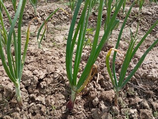 onions in the field