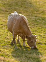 Cow of the Charolaise breed grazing, Loire, France	
