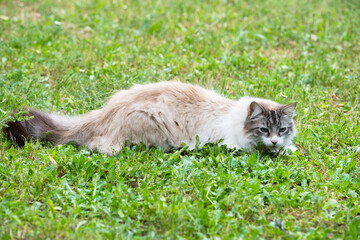 ragdoll cat in garden