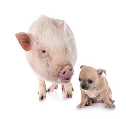 puppy chihuahua and pig in studio