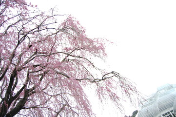 Pink cherry blossoms with white background