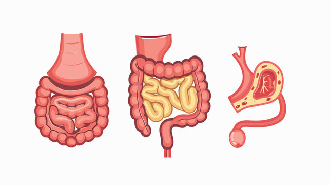 cartoon Illustration of Human Digestive System flat vector
