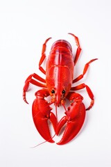 One red lobster on plain white background.