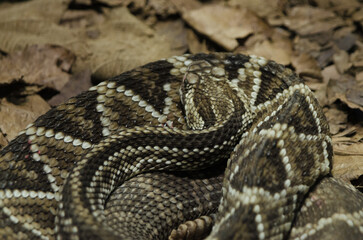 Crotalus Dirissus, Crotalus sius.