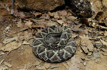 Crotalus Dirissus, Crotalus sius.