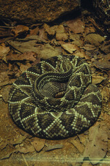 Crotalus Dirissus, Crotalus sius.
