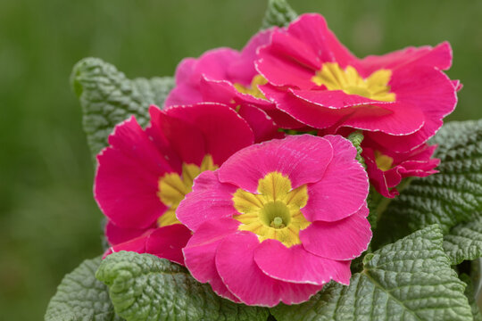 Blooming pink primrose with yellow center. Space for your text.