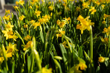 Obraz premium Yellow daffodils - the first flowers of spring