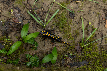 Spotted salamander, black skin color with yellow spots, shiny skin, venomous creatures. In their natural habitat, wild nature. exploring, into the wild.watercourse and lush vegetation.