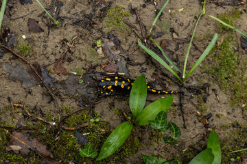 Spotted salamander, black skin color with yellow spots, shiny skin, venomous creatures. In their...