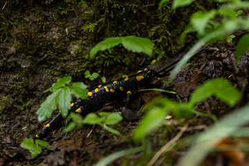 Spotted salamander, black skin color with yellow spots, shiny skin, venomous creatures. In their...