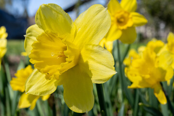 Yellow daffodils - the first flowers of spring