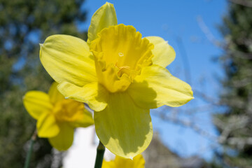 Yellow daffodils - the first flowers of spring
