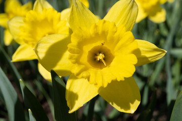 Yellow daffodils - the first flowers of spring